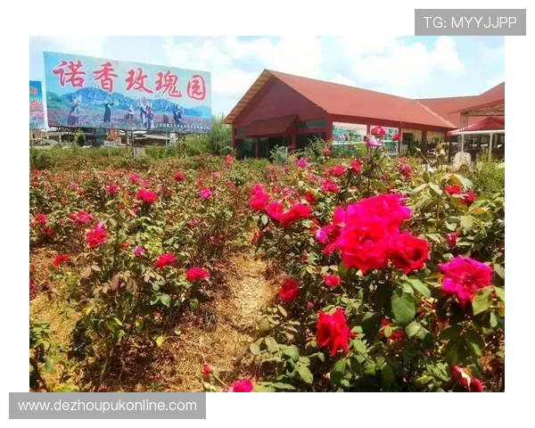 创新牛牛扑克玩法介绍带你领略不同的游戏体验多样化牛牛玩法规则详解提升胜率的实用技巧分析 创新牛牛扑克玩法介绍带你领略不同的游戏体验多样化牛牛玩法规则详解提升胜率的实用技巧分析